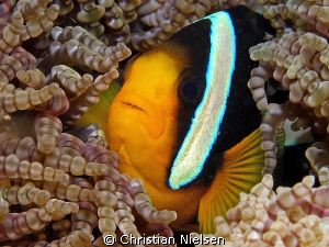 Home sweet home.
Clownfish in special Anemone.
Olympus ... by Christian Nielsen 